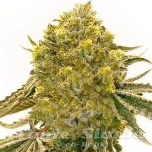 Critical 2.0 - 1
