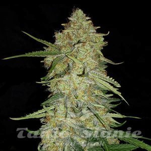 Critical F1 - 1