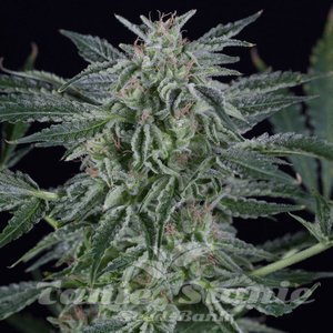 Critical Jack Auto - SILENT SEEDS - 1