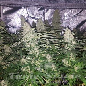 Critical Kush - 1