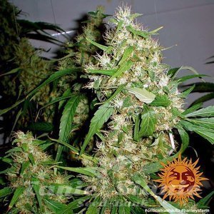 Critical Kush Auto - BARNEY’S FARM - 2