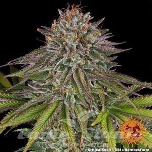 Critical Kush - BARNEY’S FARM - 3