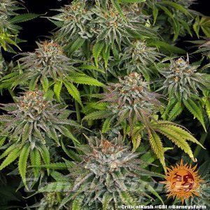 Critical Kush - BARNEY’S FARM - 7