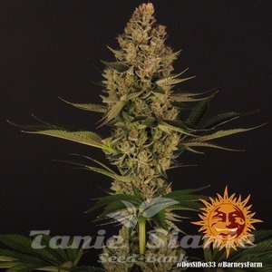 Dos Si Dos 33 - BARNEY'S FARM - 2