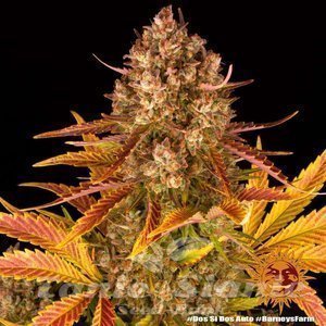 Dos Si Dos Auto - BARNEY'S FARM - 3