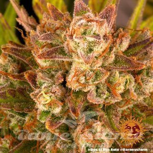 Dos Si Dos Auto - BARNEY'S FARM - 4