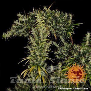 Dr Grinspoon - BARNEY’S FARM - 5