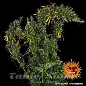 Dr Grinspoon - BARNEY’S FARM - 7
