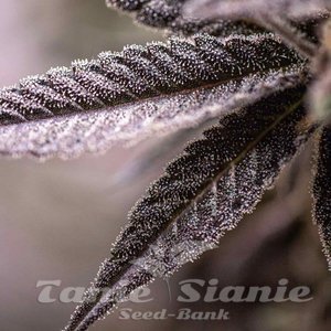 Dynamite Diesel - ROYAL QUEEN SEEDS X TYSON 2.0 - 7