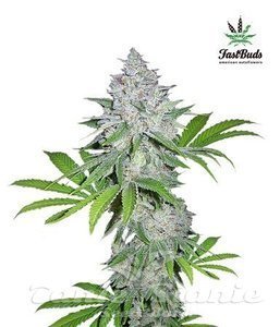 Californian Snow Auto - FASTBUDS - 2