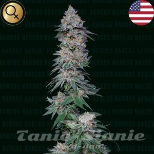 Forbidden Fruta Cake - NARCOS SEEDS - 1