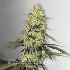 Forbidden Glue Auto - 1