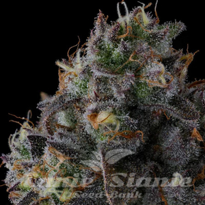 Fruit Riot - COMPOUND GENETICS - 3