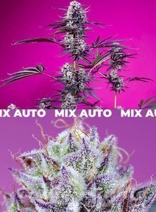 Fruity & Delicious Mix - SWEET SEEDS - 2