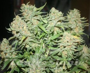 G13 Auto - 2