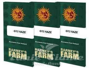 G13 Haze - BARNEY’S FARM - 7