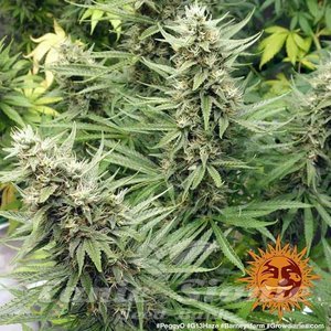 G13 Haze - BARNEY’S FARM - 4