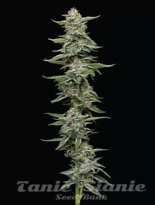 Garlic Budder - HUMBOLDT SEED COMPANY - 1
