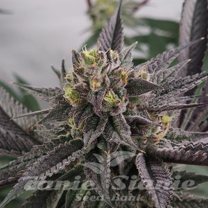 Gary Burger - ELEV8 SEEDS - 2