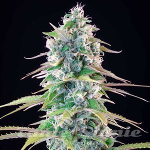 Gelato 44 - ROYAL QUEEN SEEDS X TYSON 2.0 - 5