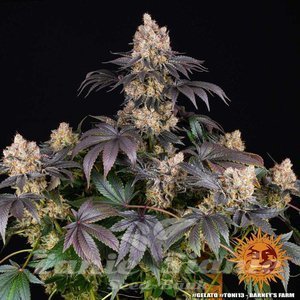 Gelato - BARNEY'S FARM - 2