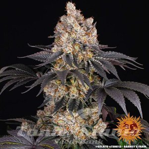 Gelato - BARNEY'S FARM - 5