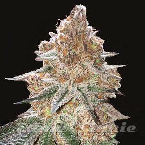 Gelato x Gorilla Glue Auto - 1