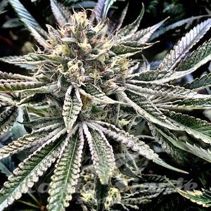 Gelatomo - ELEV8 SEEDS - 2