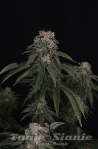 GG4 - FASTBUDS - 2