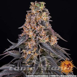 Girl Scout Cookies - BARNEY'S FARM - 4
