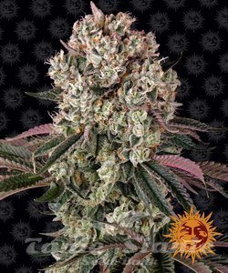Glookies - BARNEY'S FARM - 1