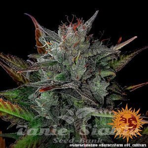 Glue Gelato Auto - BARNEY'S FARM - 3