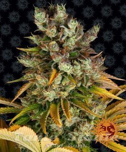GMO - BARNEY'S FARM - 1