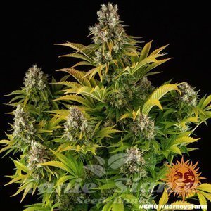 GMO - BARNEY'S FARM - 4