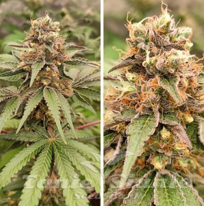 GMO FAST - DUTCH PASSION - 3