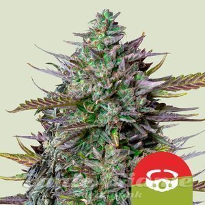 GOAT'lato Auto - ROYAL QUEEN SEEDS - 1