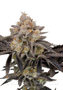 Gorilla Cookies FAST - FASTBUDS - 1