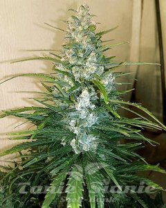 Gorilla Glue Auto - 1