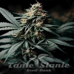 Gorilla Glue F1 Auto - 1