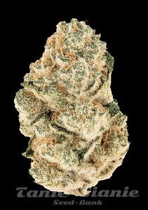Gorilla Melon - FASTBUDS - 5