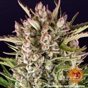 Gorilla Zkittlez Auto - BARNEY'S FARM - 5