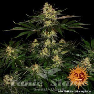 Gorilla Zkittlez - BARNEY'S FARM - 4