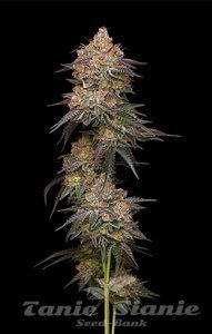 Granny Candy - HUMBOLDT SEEDS COMPANY - 1