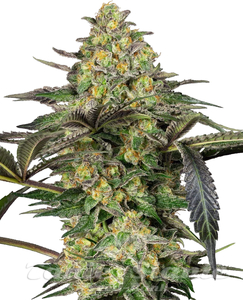 Grapevine Candy - SENSI SEEDS - 1