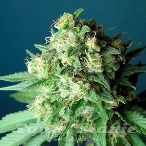 Green Crack - THE CALI CONNECTION - 3