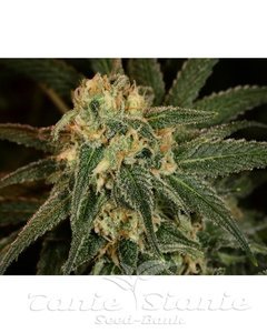 Green Crack - THE CALI CONNECTION - 2