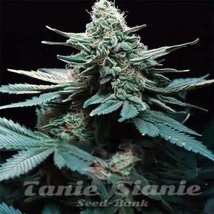 Green Poison F1 Auto - 1