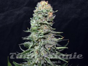 Black In Black Early Version - GREENBUD SEEDS - 2