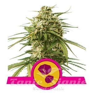 Gushers - ROYAL QUEEN SEEDS - 1