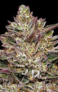 Guzzlerz - HUMBOLDT SEEDS COMPANY - 2